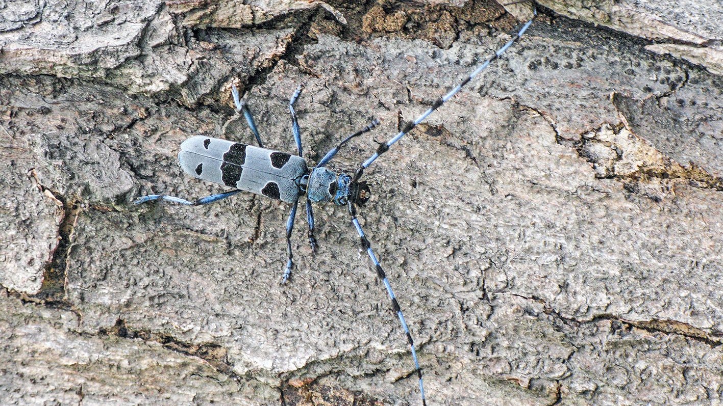 Mit seiner auffälligen Farbe ist der Alpenbockkäfer eigentlich kaum zu übersehen.