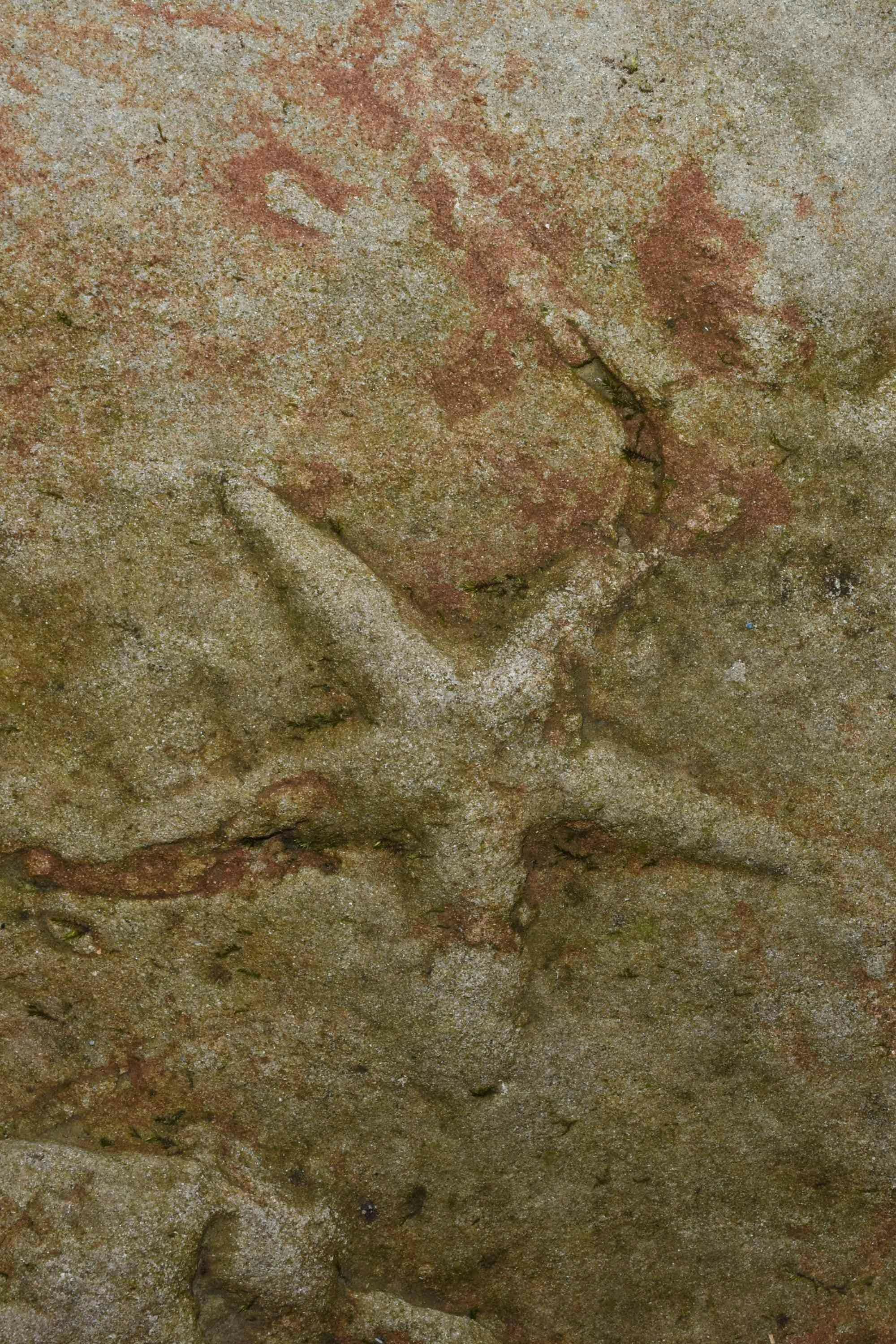 Am Pfänder wurde ein Seestern-Fossil entdeckt.