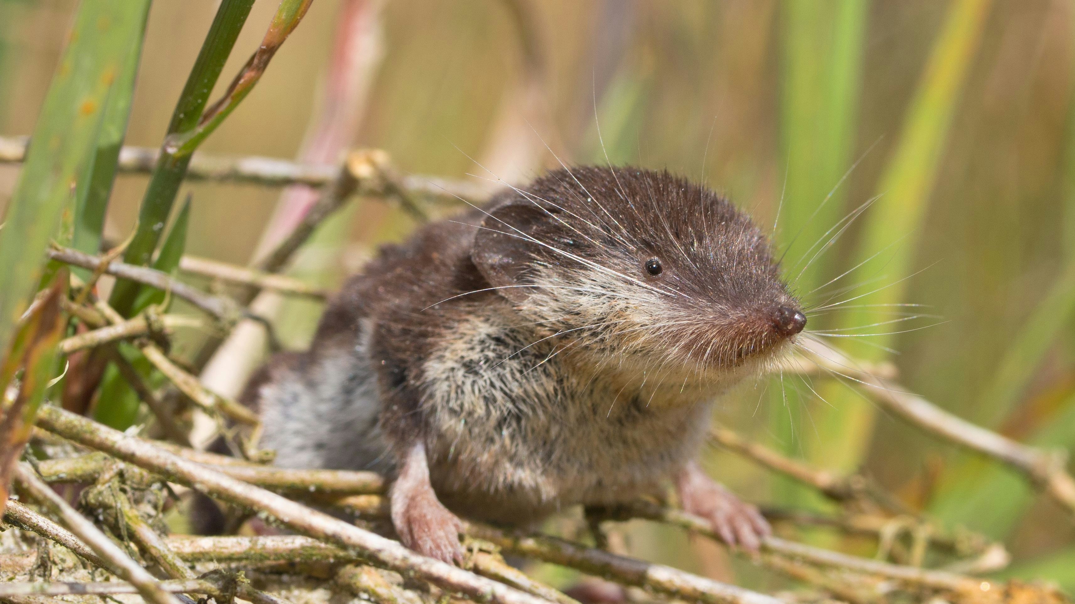 Infizierte Feldspitzmäuse scheiden das Virus unter anderem über Kot, Urin und Speichel aus, ohne selbst zu erkranken