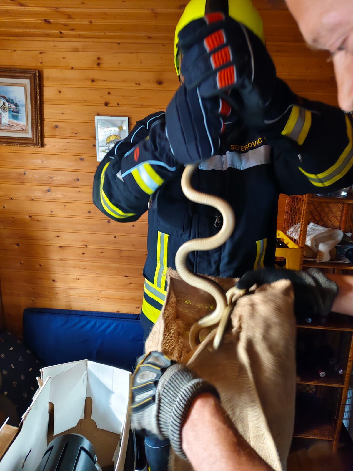 Schlange Äskulapnatter Feuerwehr St. Valentin.