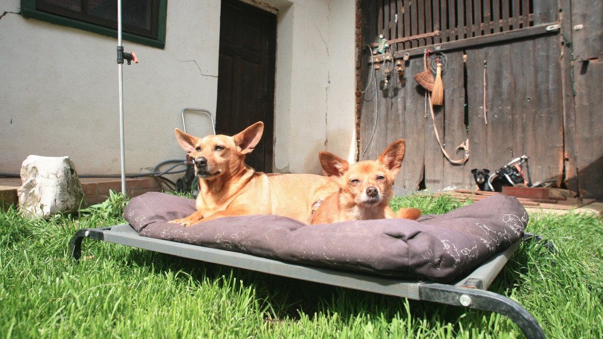 Das Leben kann auch für einen querschnittsgelähmten Hund schön sein. 