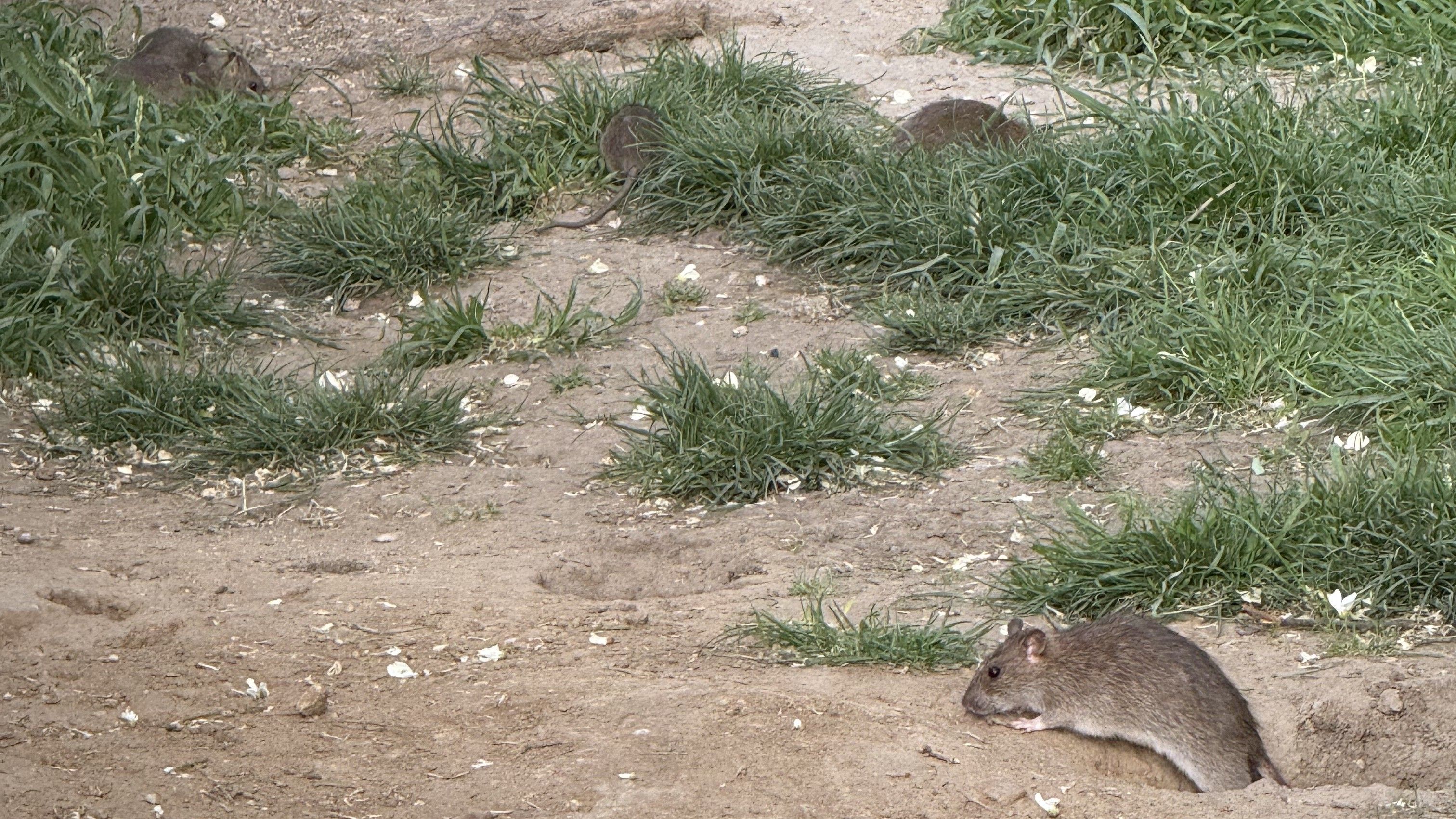 Eine Leserin fand den Spaziergang durch einen Wiener Park gar nicht gemütlich – Grund dafür waren Ratten.