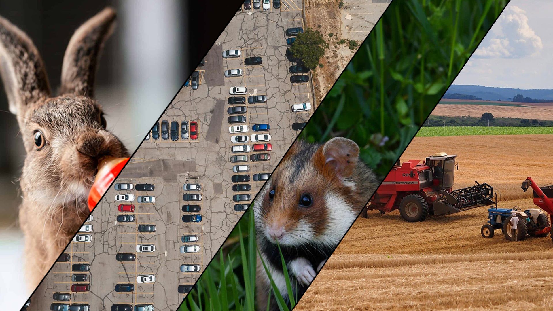 Das Artensterben in Österreich besorgt nicht nur Tierschützer.