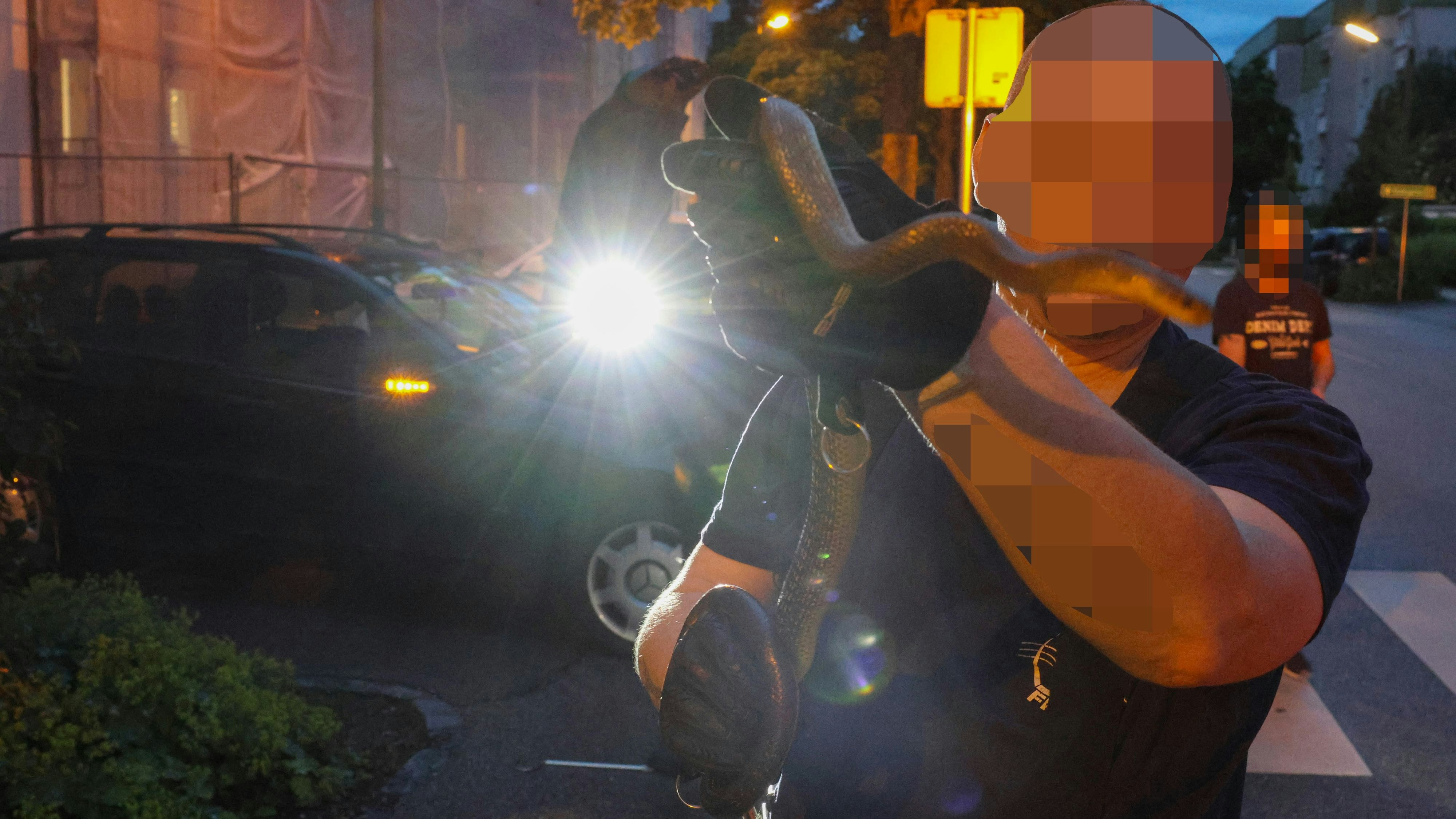 Ziemlich fotogen: Die Natter ließ sich nach der Rettung aus dem Auto sogar noch ablichten.