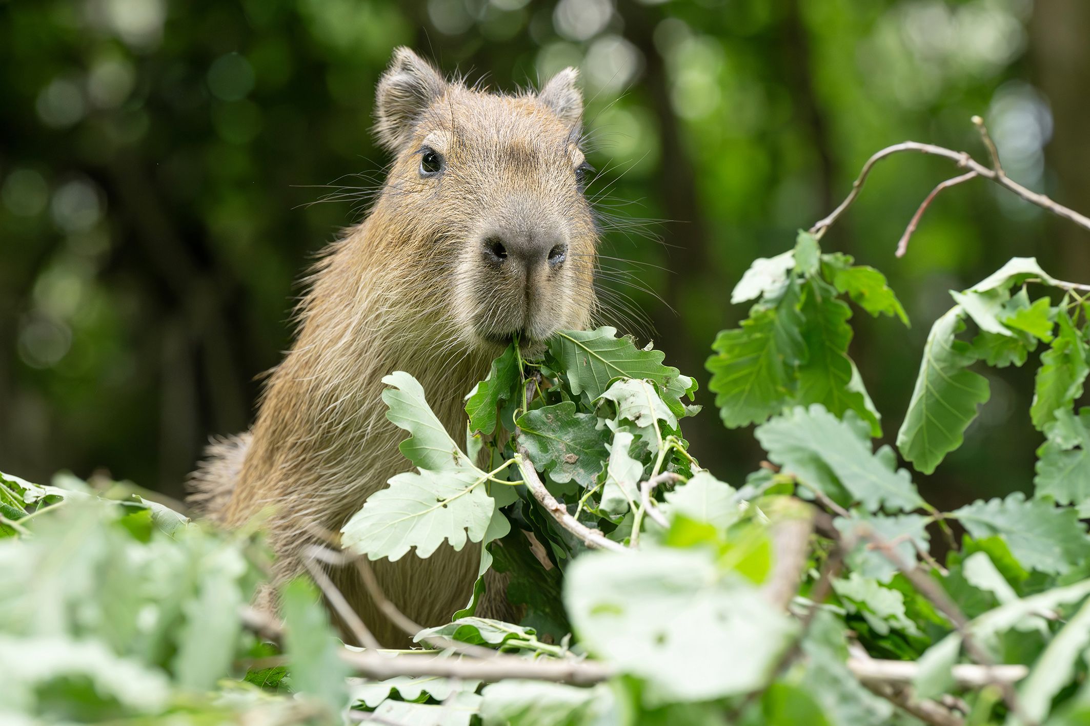 Die Wasserschweine, oder auch 