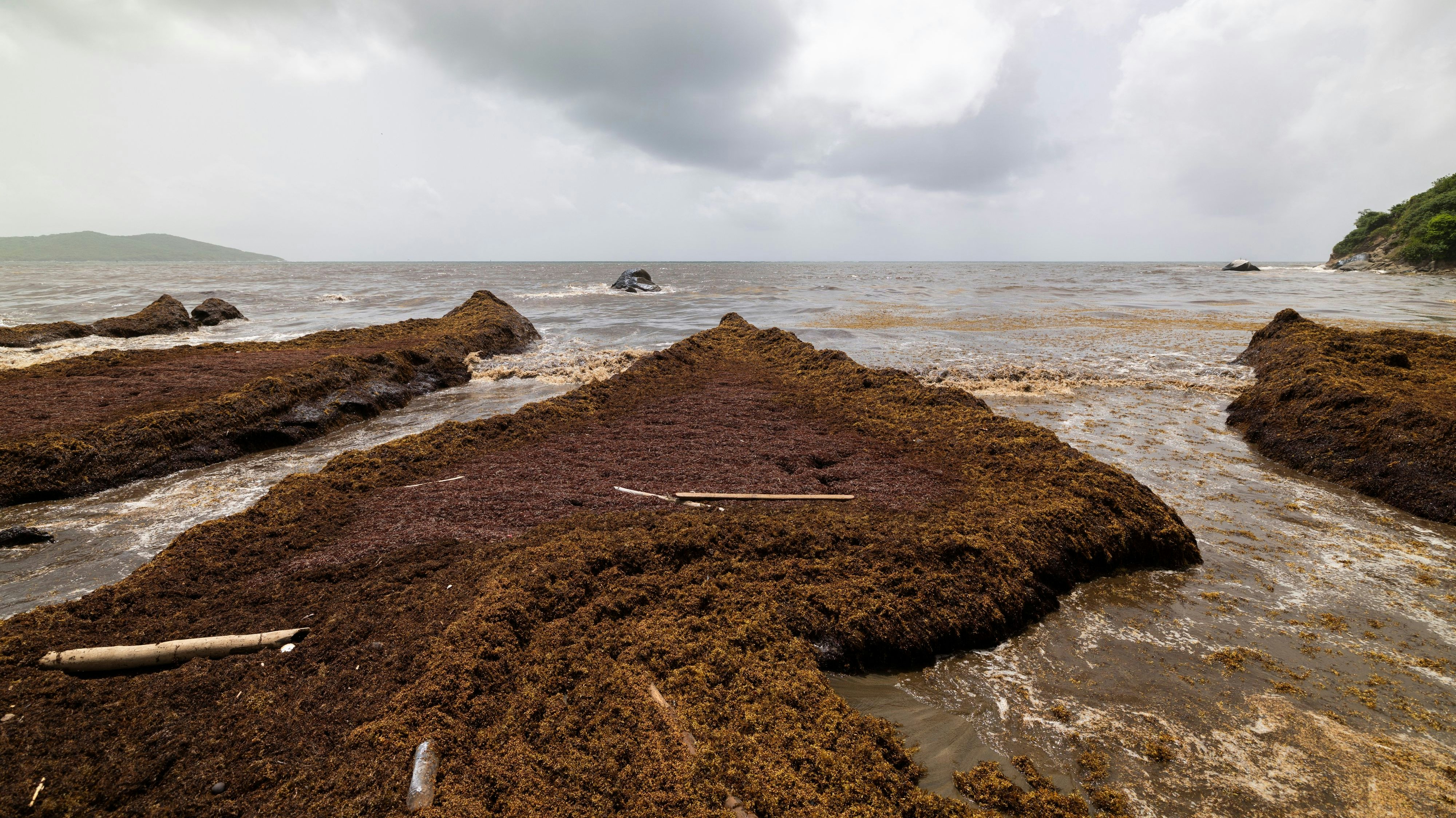 Heuer verbucht man bereits 38 Millionen Tonnen, der Stinkalge. 