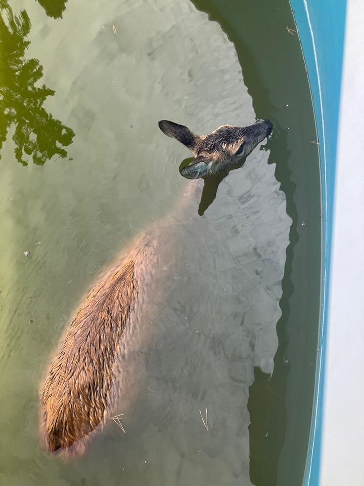 Heute.at - Feuerwehr rettet Reh aus Swimmingpool