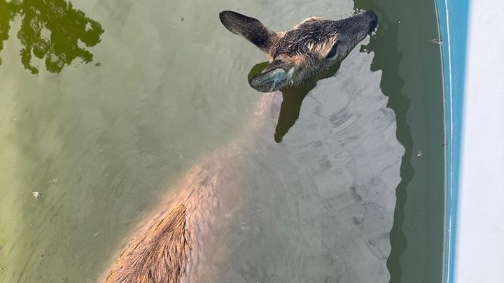 FF Enzersdorf reh-ttet Bambi aus Pool