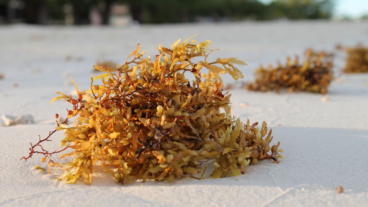 Wenn diese Alge verrottet, sollte man schnell das Weite suchen.