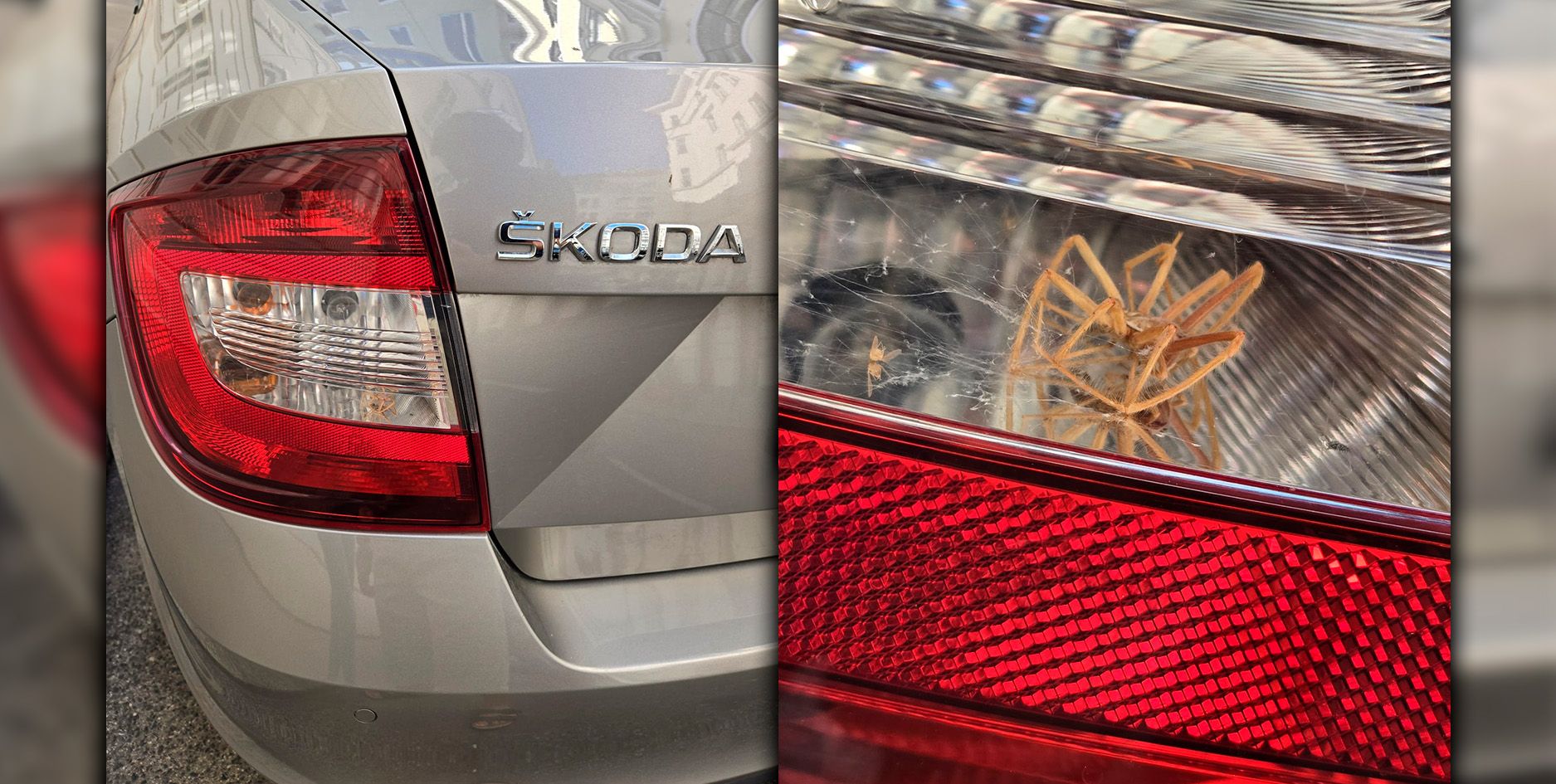 Dieser blinde Passagier fuhr mit Milan mit nach Wien.