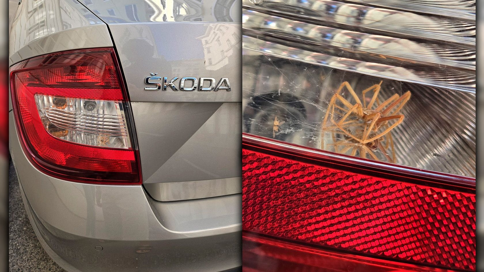 Heute.at - Balkan-Spinne im Auto sorgt bei Wiener für Gänsehaut