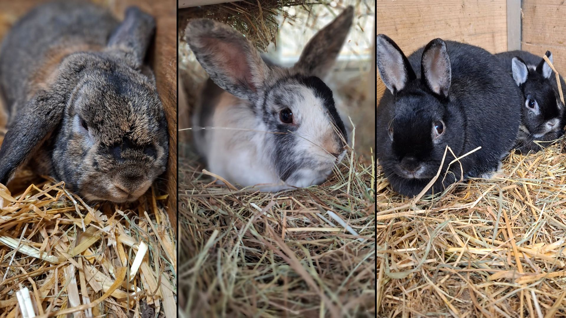 Die artgerechten Haltungsbedingungen für Kaninchen werden immer noch unterschätzt.