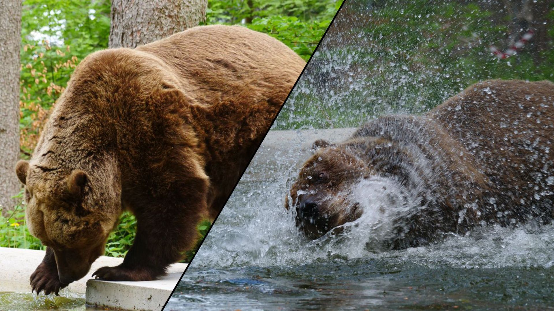 Wie niedlich kann Bär sein? Zunächst wird vorsichtig das Zeherl ins Wasser gehalten, um danach ins kalte Nass zu springen. 