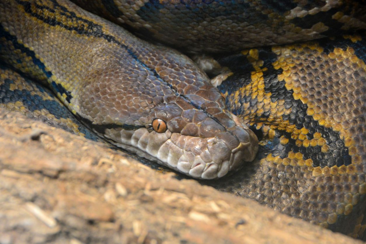 Der Netzpython verschwand nicht das erste Mal. 