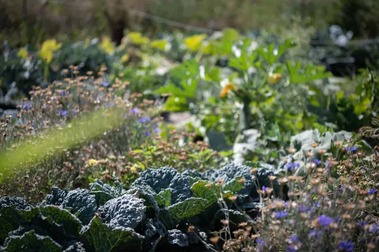 Am Friedhof Neustift am Walde kann man Obst und Gemüse anpflanzen!