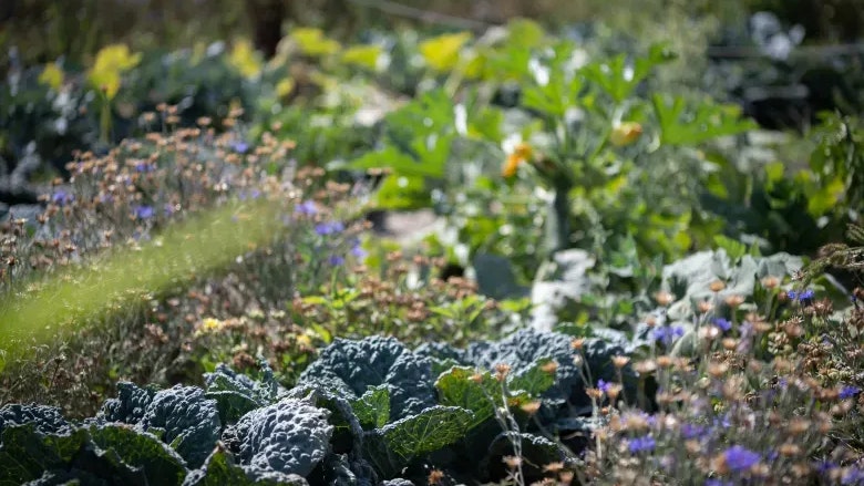 Heute.at - Zwischen Gräbern und Gurken – Urban Gardening erweitert