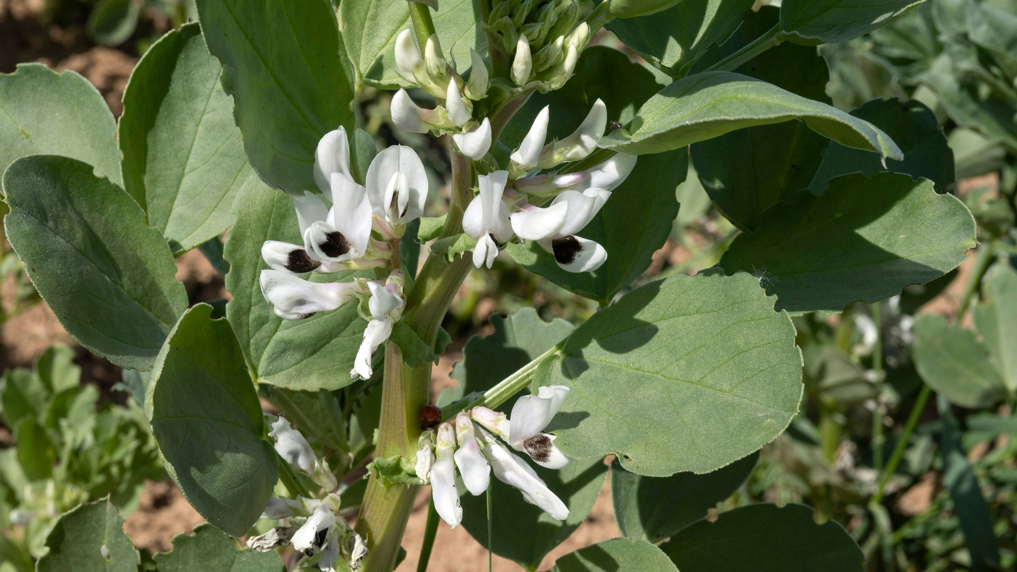 Die Krankheit wurde entdeckt, als Marco als Baby nach dem Verzehr von Favabohnen schwer erkrankte; seither lebt er mit großer Vorsicht.