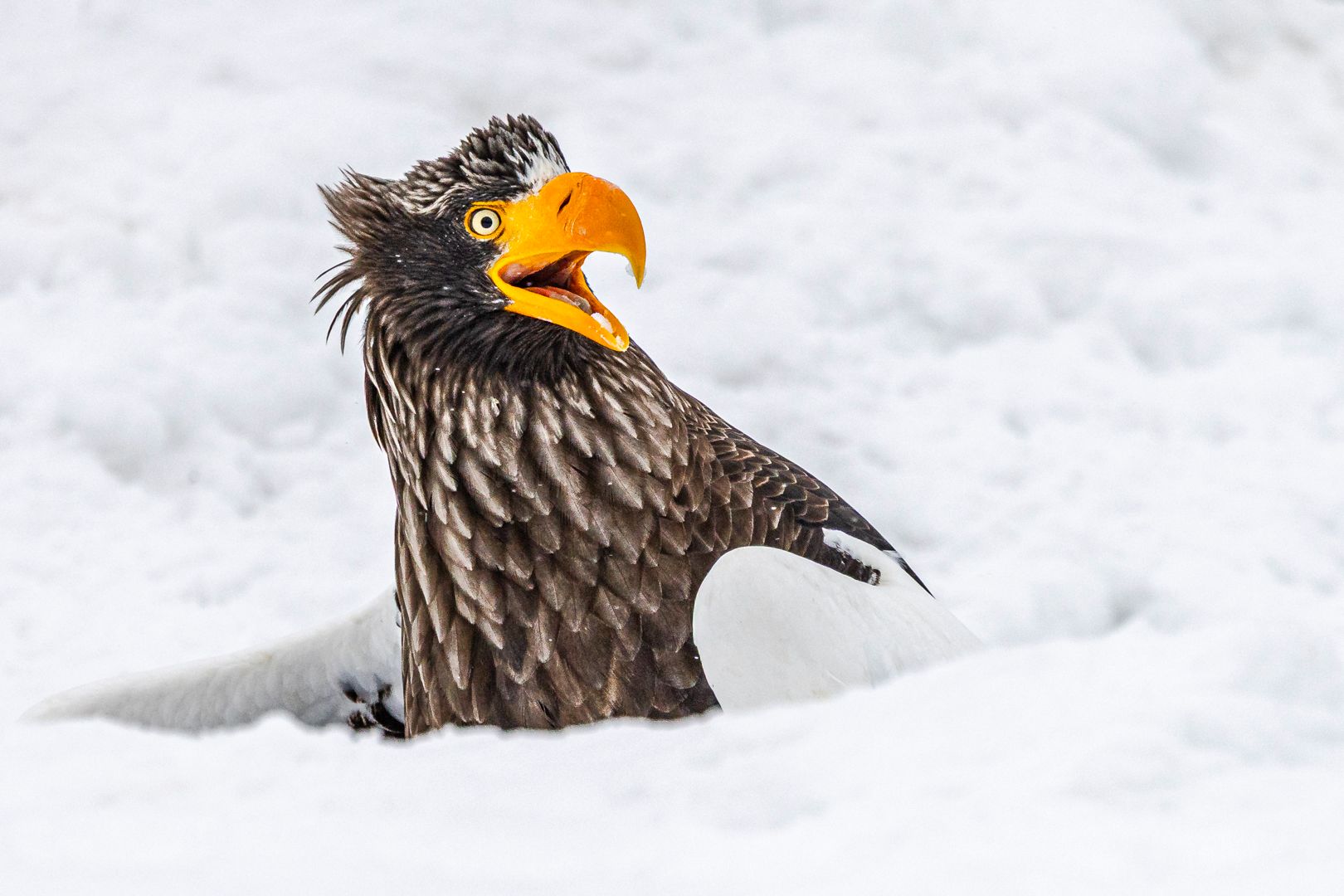 Diese Aufnahme eines lustigen Seeadlers entstand in Japan. Der schlaue Vogel steckte seine Beute in ein Loch, als ein weiterer Adler am Horizont auftauchte, der den Fisch womöglich stehlen wollte. 