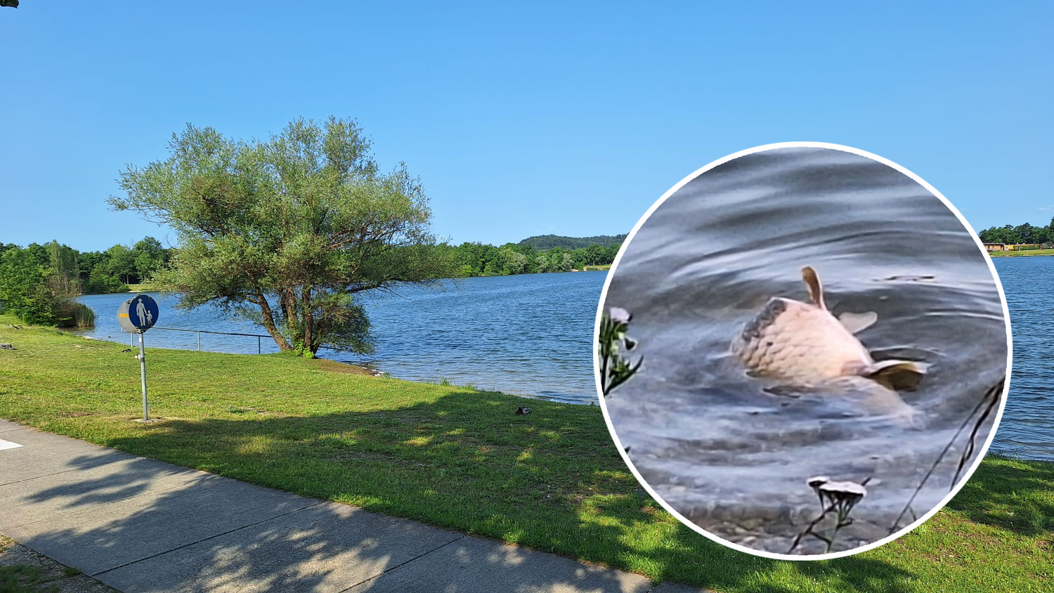 Ausflugs- und Badegäste waren schockiert über den riesigen toten Karpfen, der am Feiertag im Pichlinger See trieb.