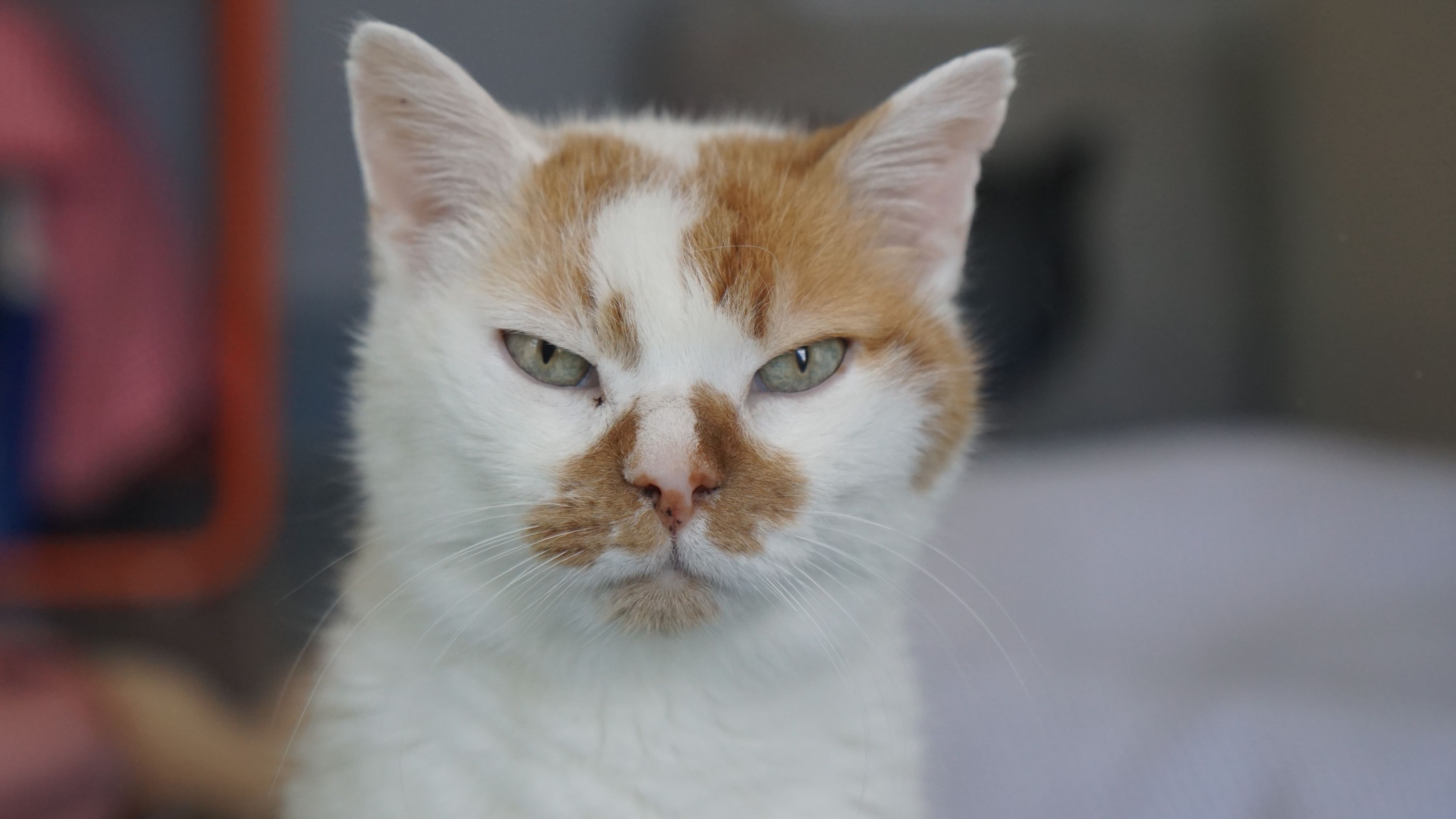 Herr Mayer ist verschmust und lässt sich gerne streicheln.
