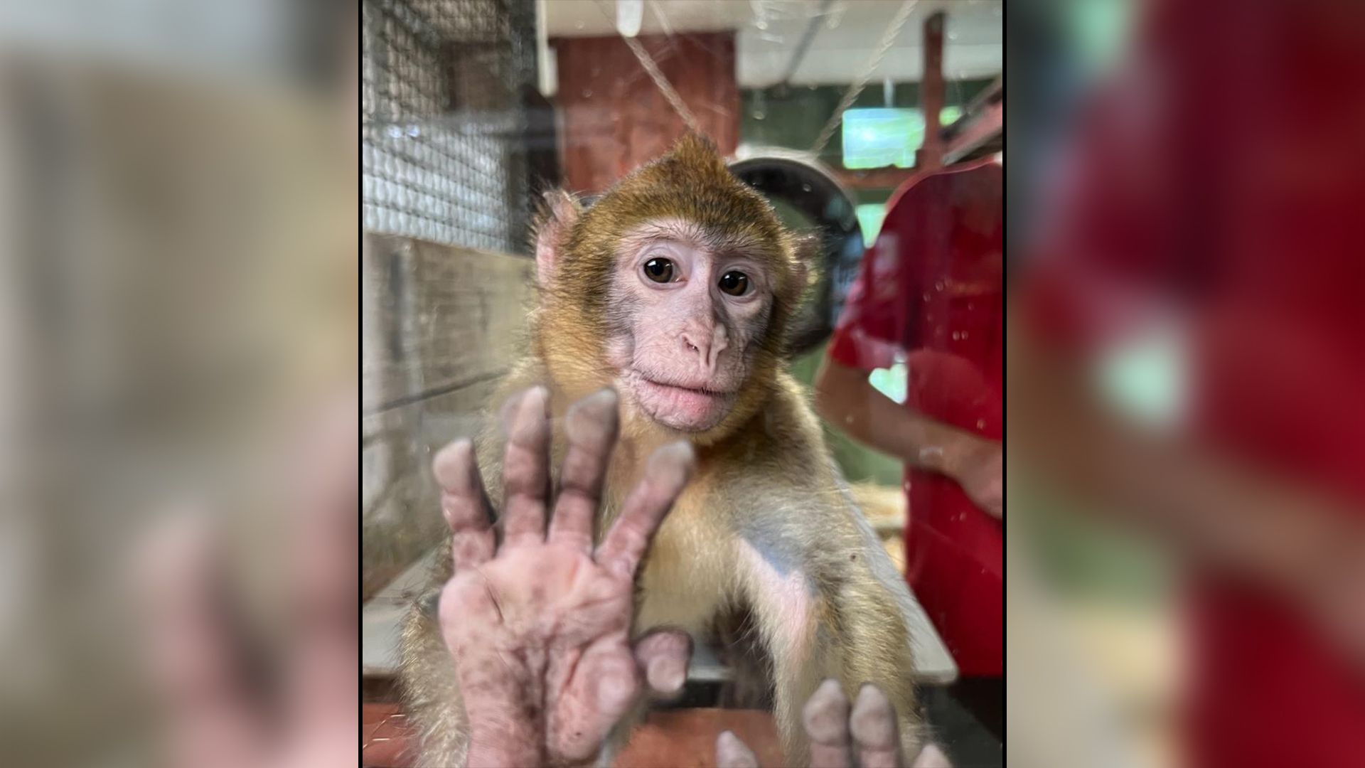 Exotische Tiere wie Berberaffe Cornelius hat nun endlich eine neue Familie gefunden.