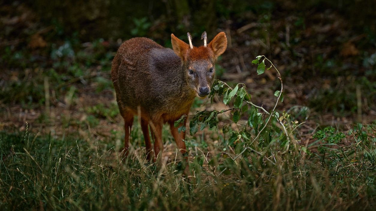 Die erwachsenen Tiere haben im Sommer ein rötliches, im Winter ein eher bräunliches Fell. 