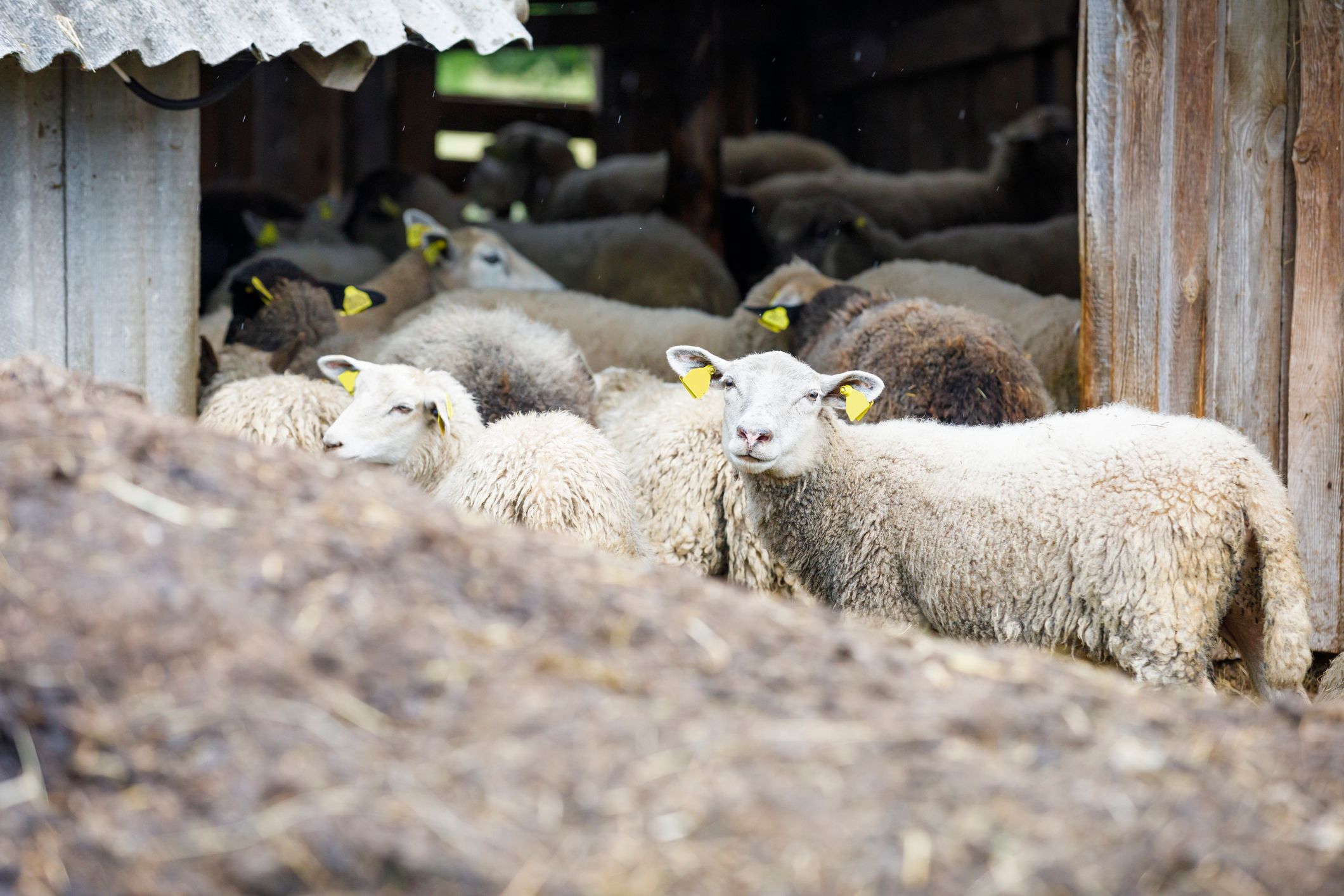 Illegale Schächtung: Die Polizei konnte 27 Schafe retten.