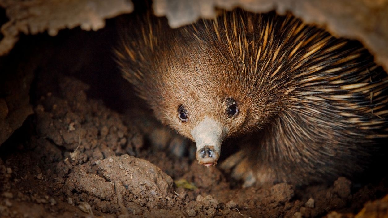 Hier siehst du einen Kurzschnabeligel. Niedlich, oder? 