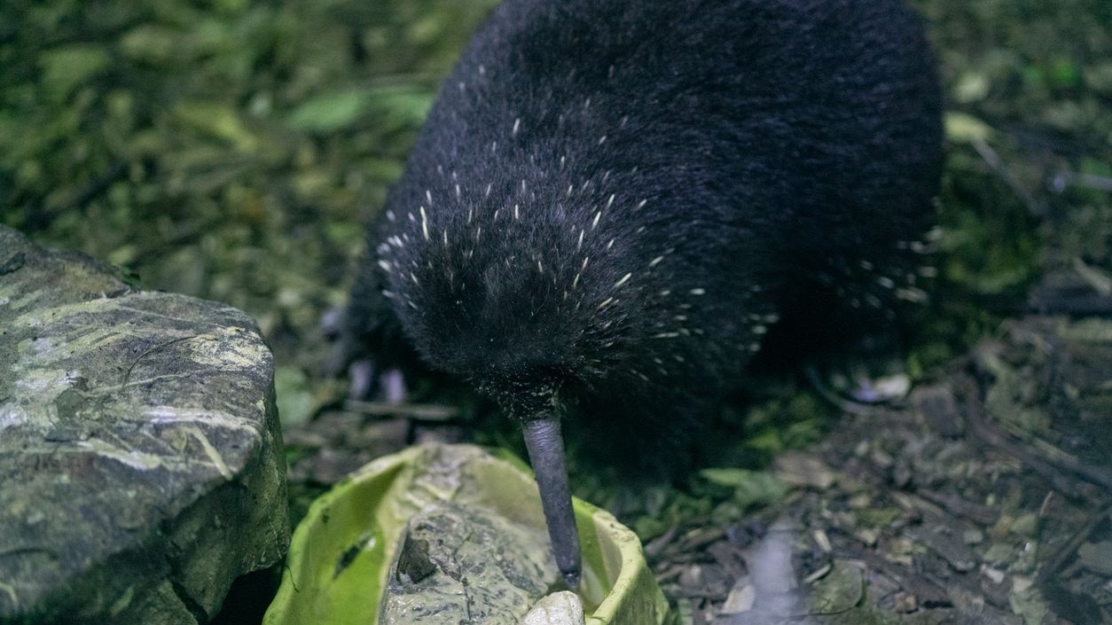 Hier sieht man einen seltenen Langschnabeligel in Neuguinea. 