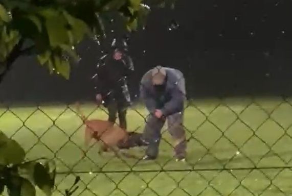 Heute.at - Beiß-Training mit Hund – Video sorgt für Wirbel