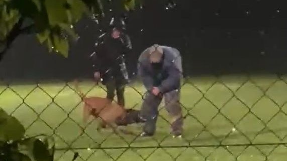 Der Screenshot vom Verein Pfotenhilfe Lochen