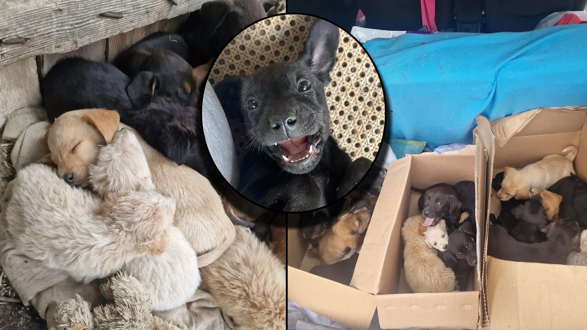 Insgesamt wurden 25 Welpen in Kartons einfach vor einer serbischen Schule abgestellt.