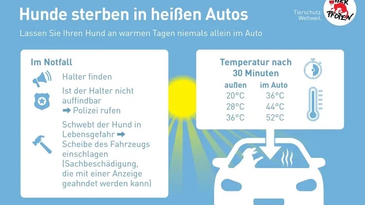 Auch die Organisation "Vier Pfoten" warnt vor der Hitzefalle.