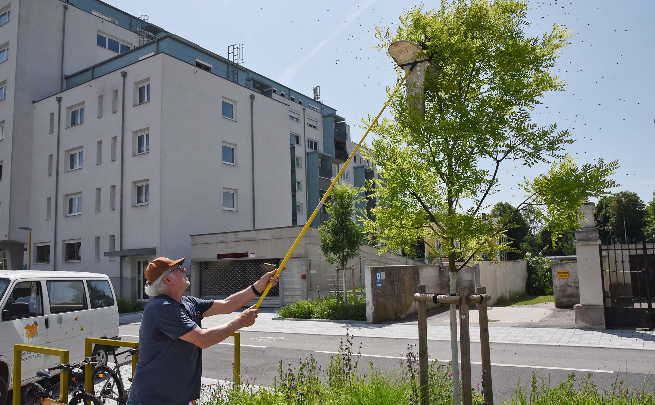 Hier rettet der Imker Karl Tanzberger einen Bienenschwarm mitten in St. Pölten.