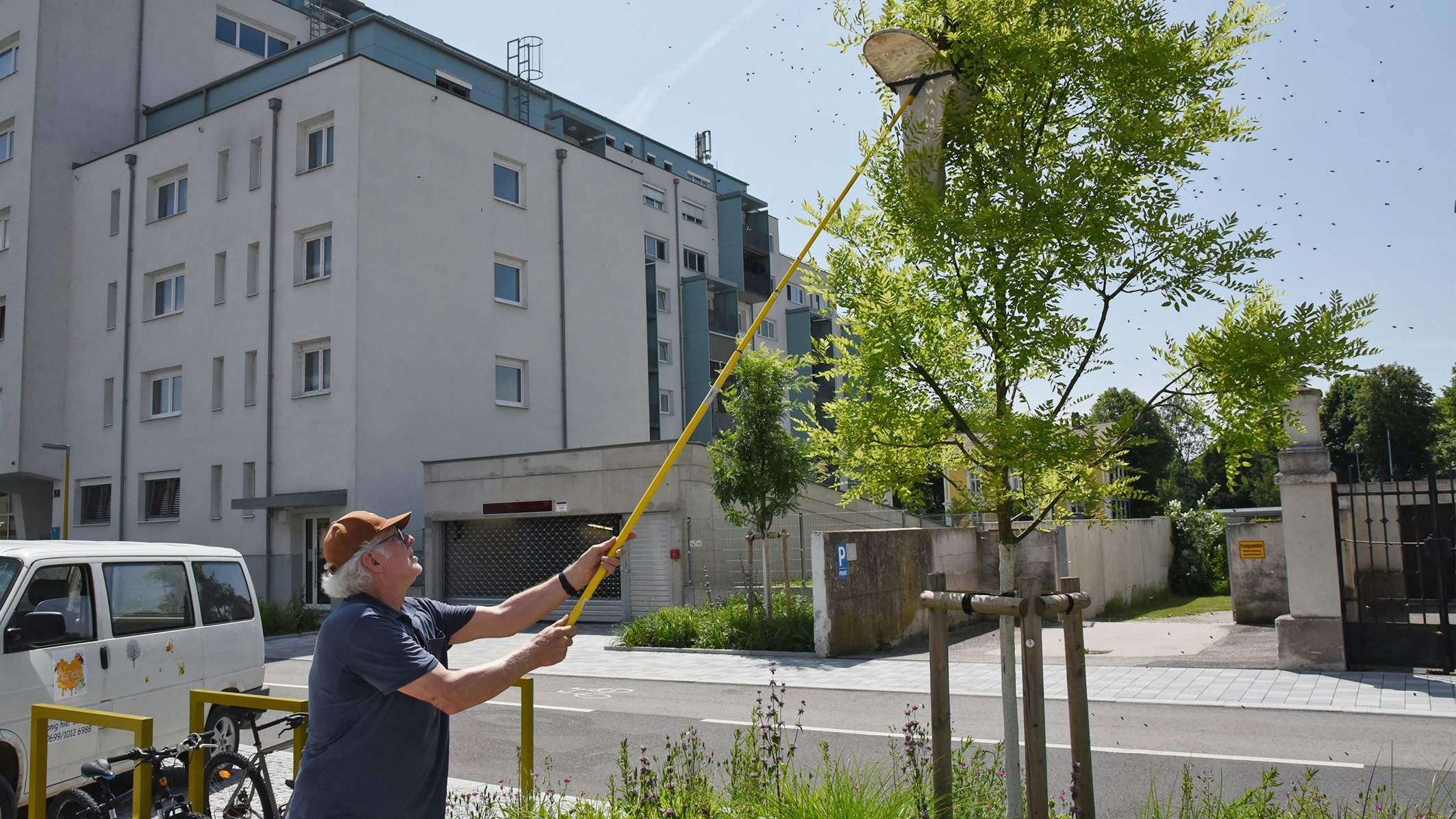 Heute.at - Imker rettete Bienen mitten in der City St. Pölten