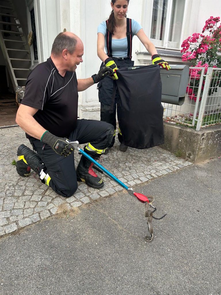 Heute.at - Ringelnatter taucht plötzlich unter Kommode auf