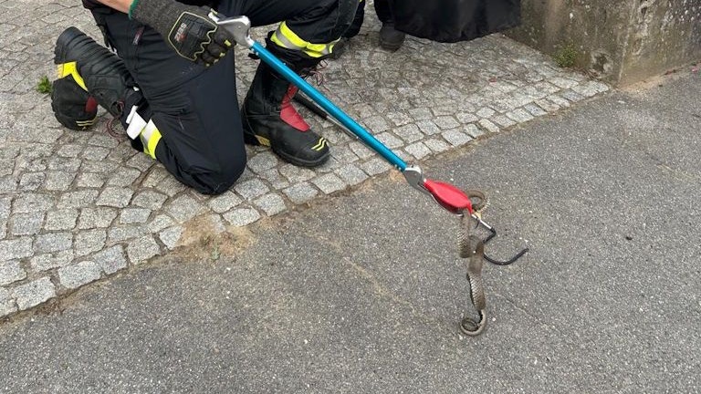 Einsatzkräfte fangen Ringernatter mit Reptilienzange sanft ein. 