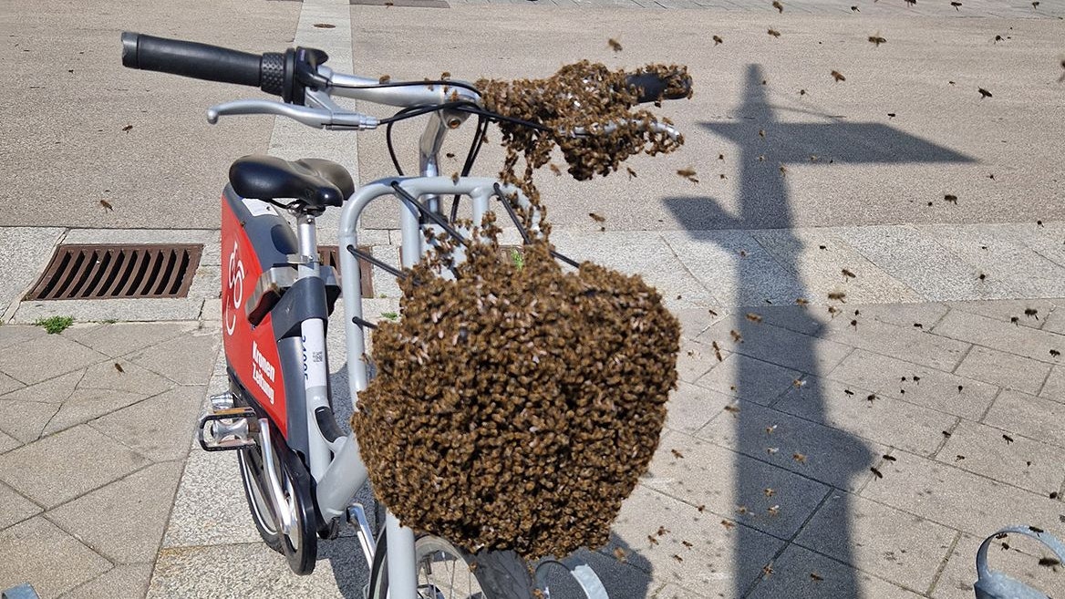 Ein Bienenschwarm landete im Korb eines Leihrades am Rathausplatz von St. Pölten.