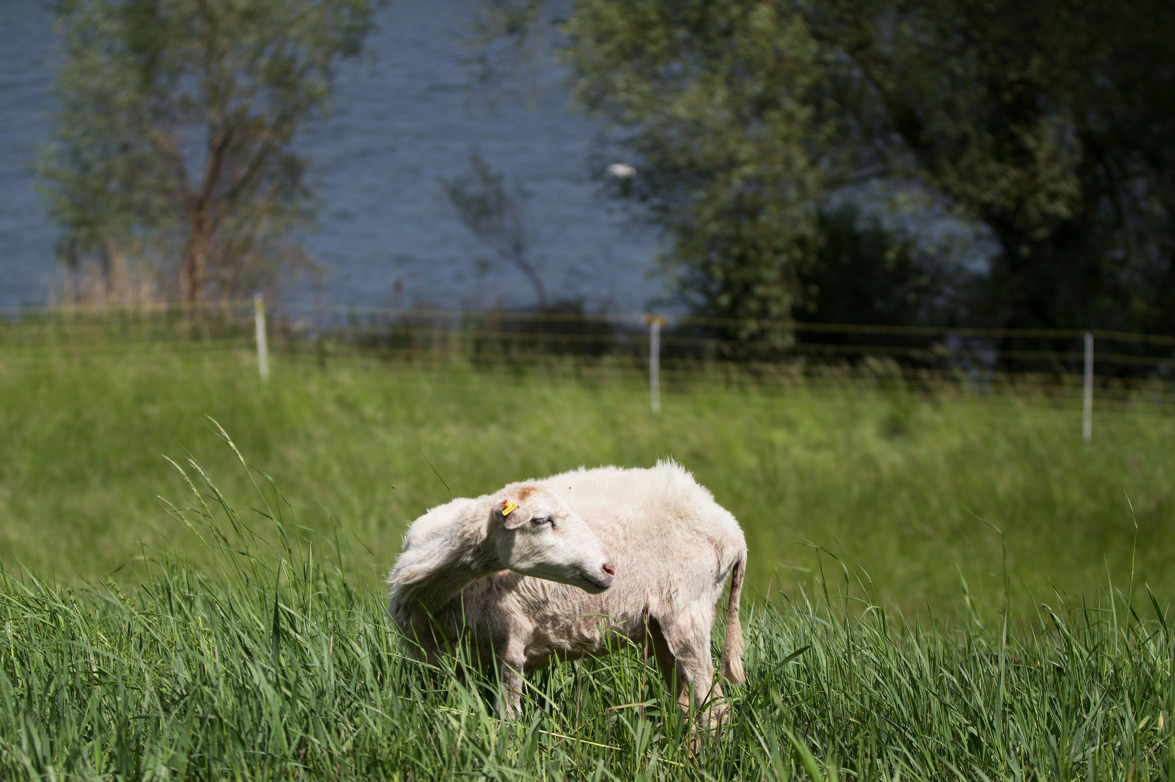 Vermutlich war das Schaf als Opfer für das Muslimische Fest geplant gewesen.