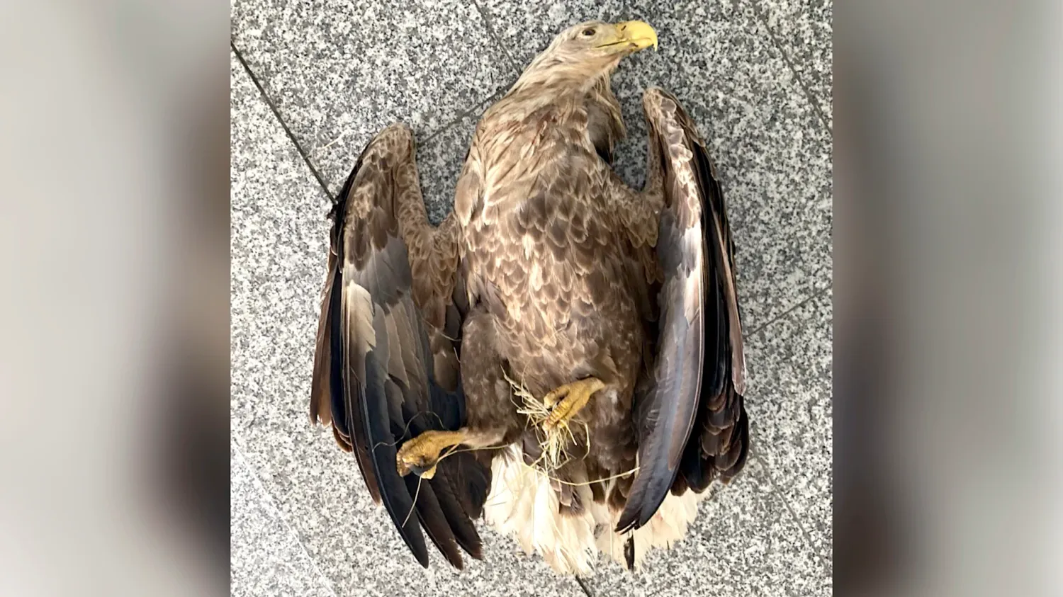 Das majestätische Tier hatte keine Chance gegen das Gift.