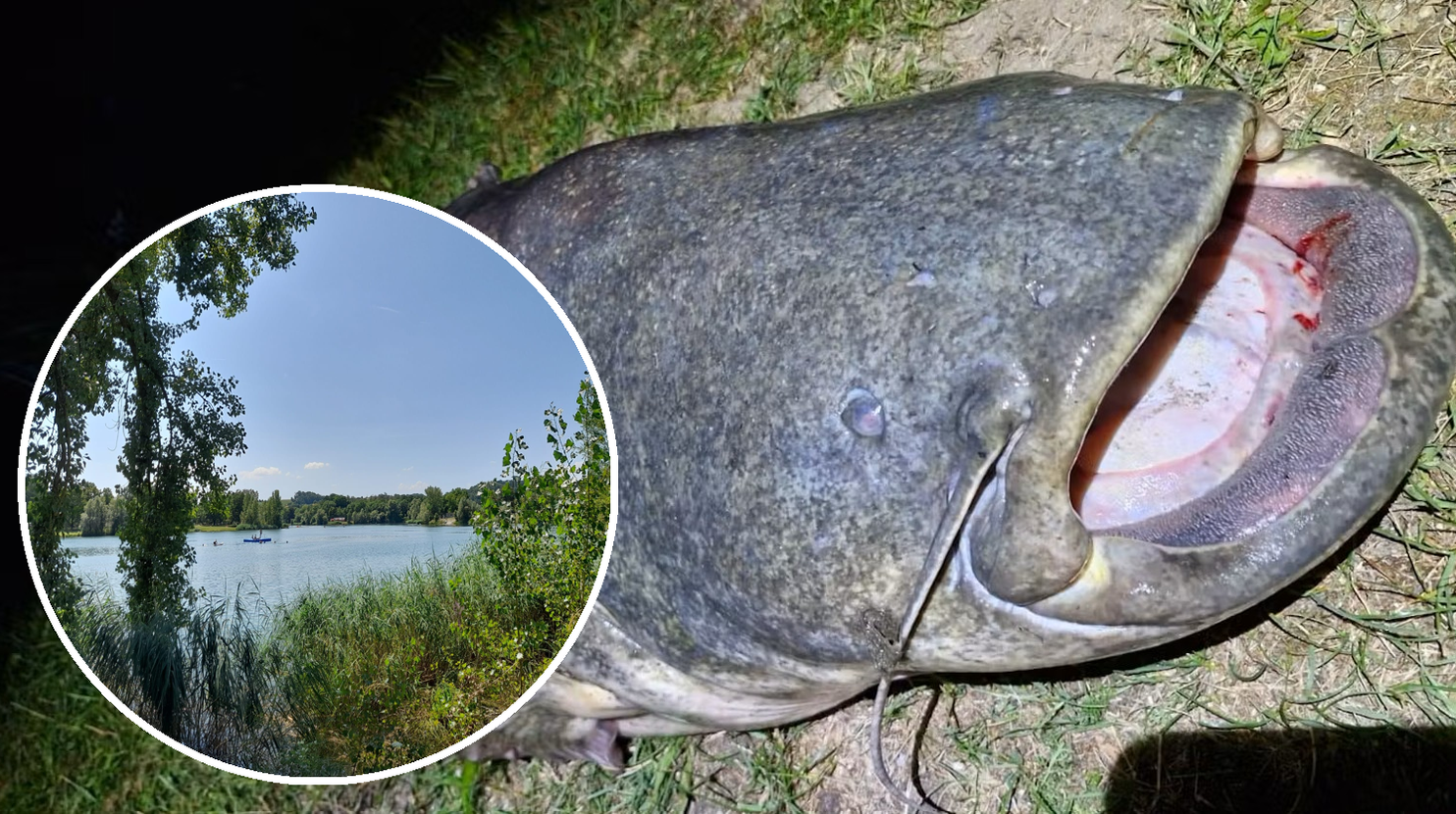 Heute.at - 2,40 Meter! Dieser Riesen-Fisch lebt in Linzer Badesee
