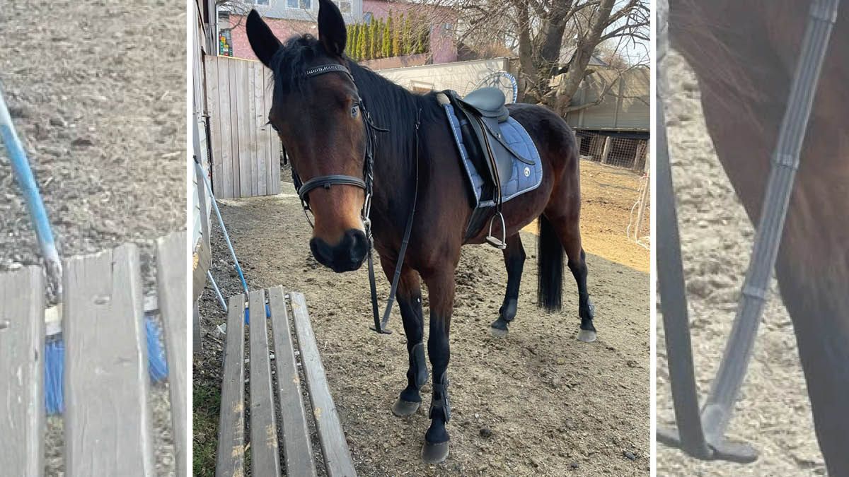 Fiona - endlich wieder daheim!