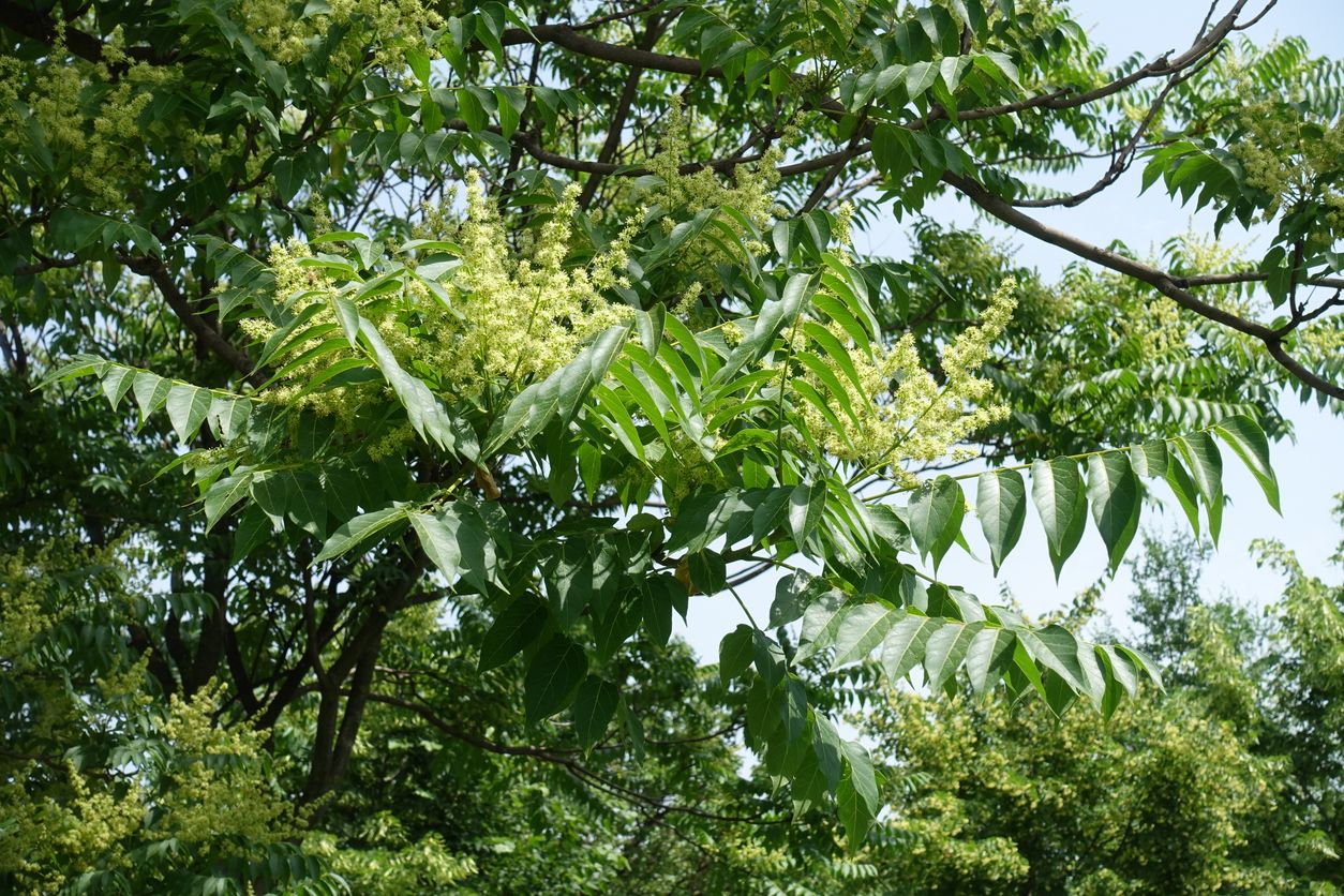 Der Götterbaum (Bild) ist eine robuste Baumart, der seinen Blühhöhepunkt im Juni hat.