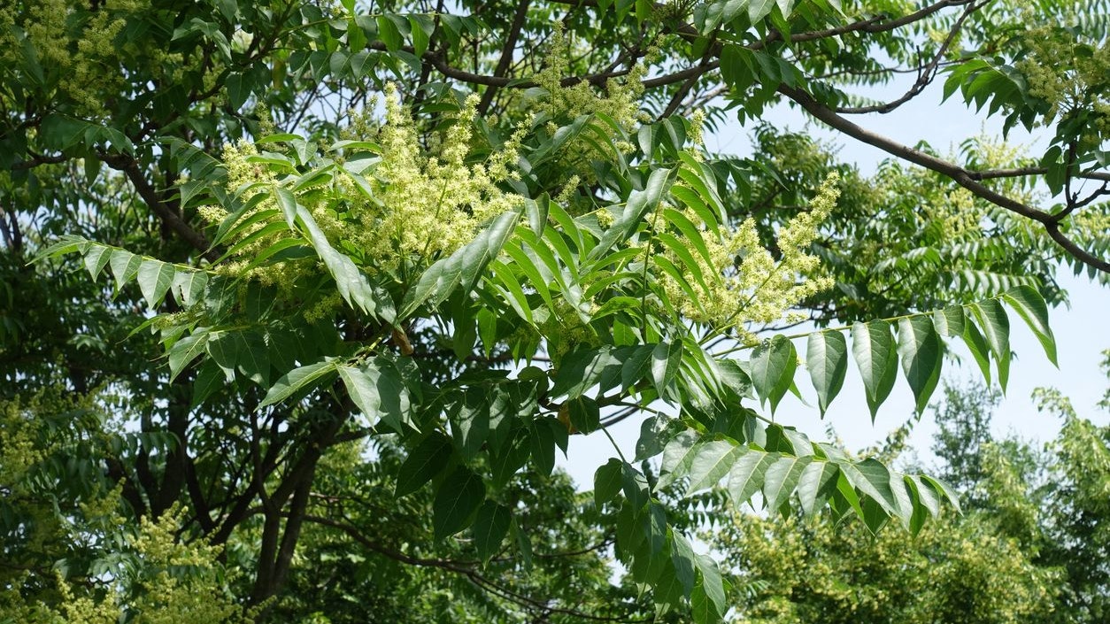 Heute.at - Wie der Götterbaum Allergiker momentan quält