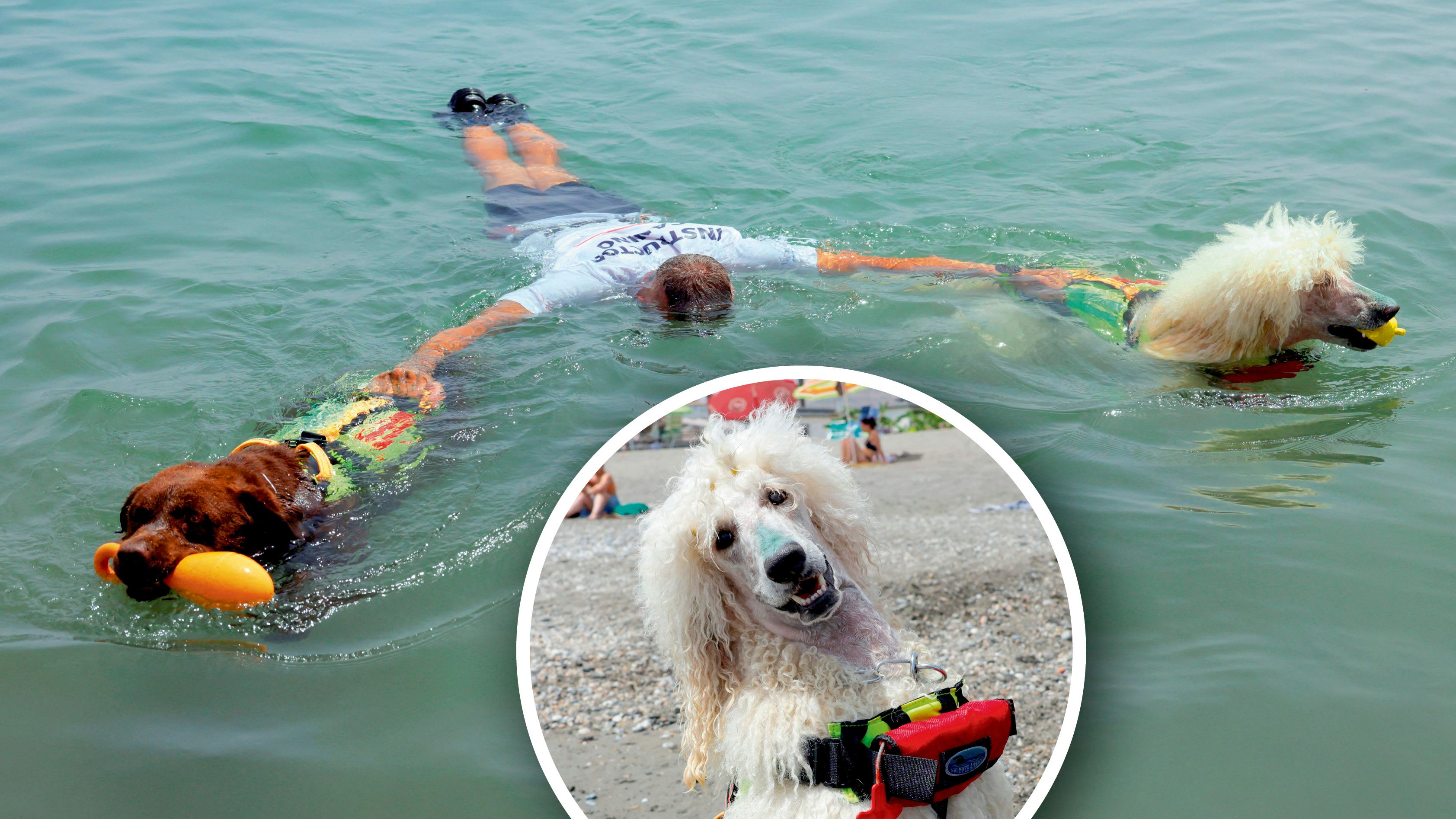 Die Wasserrettungshunde 