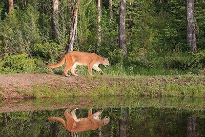 Eine Großkatze schleicht durch Sachsen-Anhalt