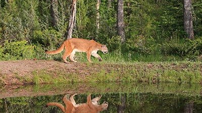 Heute.at - Großkatze gesichtet! Raubtier-Alarm in Deutschland