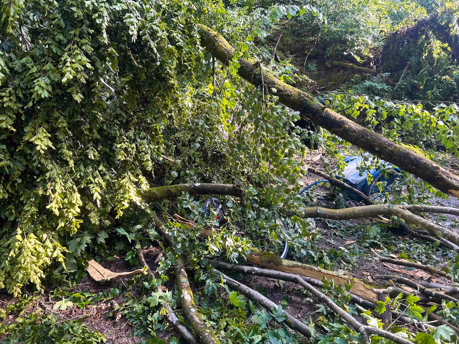 In einem Waldgebiet oberhalb von Bözberg stürzte ein Baum auf ein rotes Fahrrad mit blauem Anhänger.