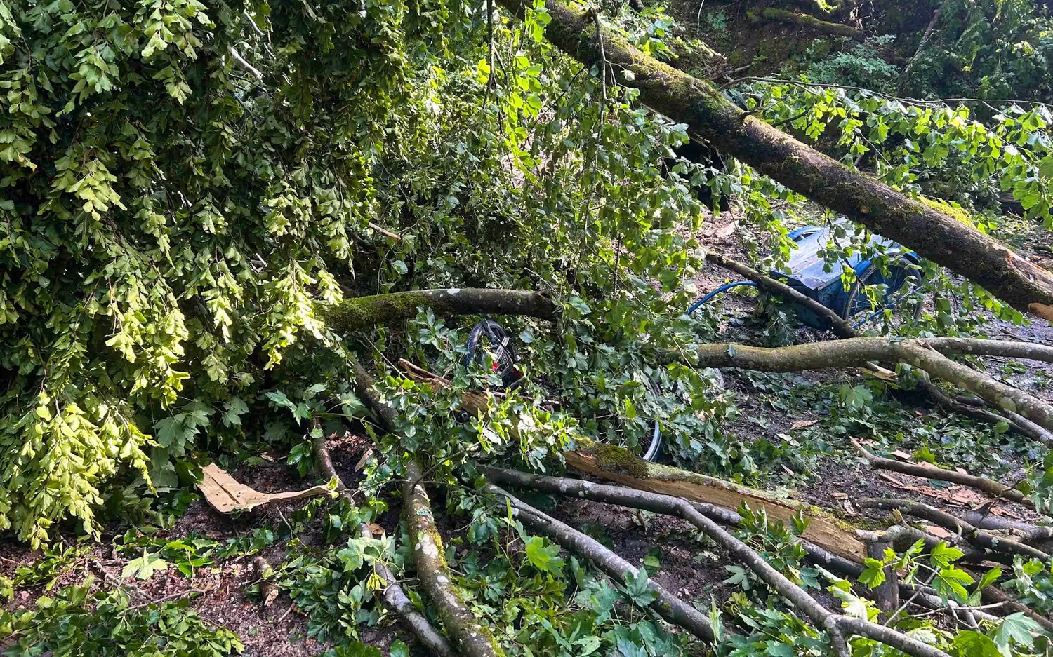 Heute.at - 142-km/h-Sturm: Baumkrone stürzt auf Mädchen (15)
