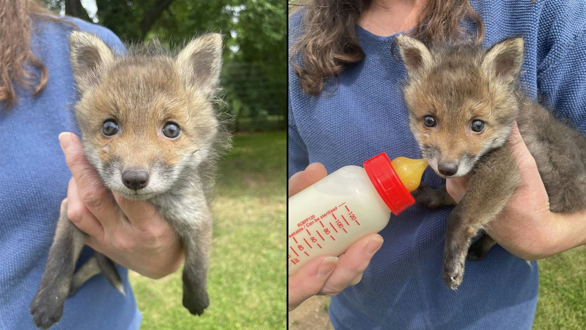 Heute.at - Fuchsbabys schreien nach Mama – Jäger war schneller